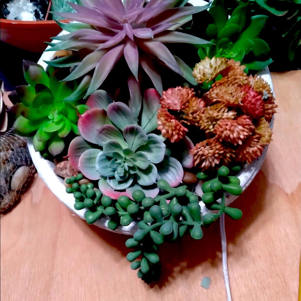 Succulent